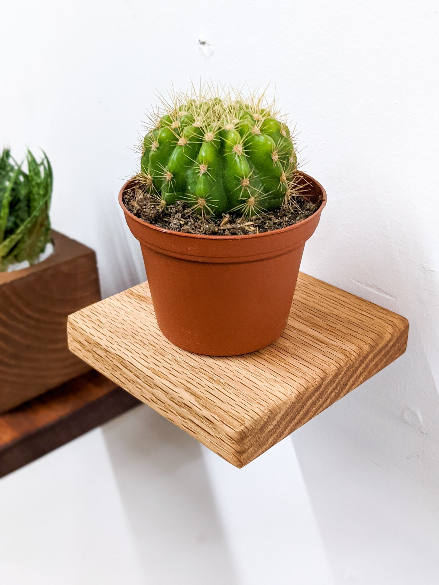 A square oak floating wall shelf sits flush against the all and holds a potted cactus.