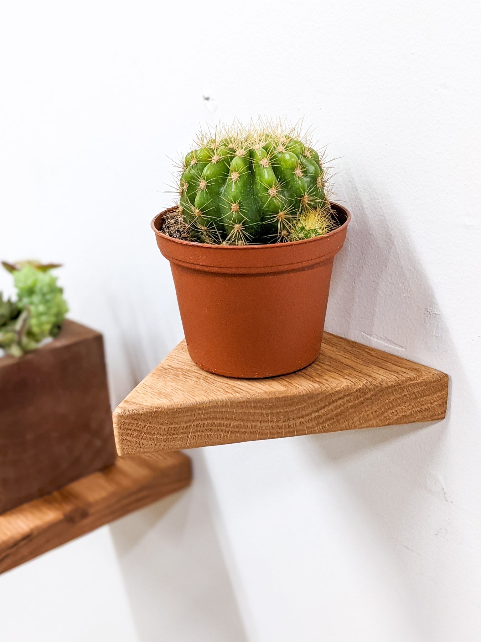 A small, wall-mounted, triangle floating shelf in oak holds a cactus.