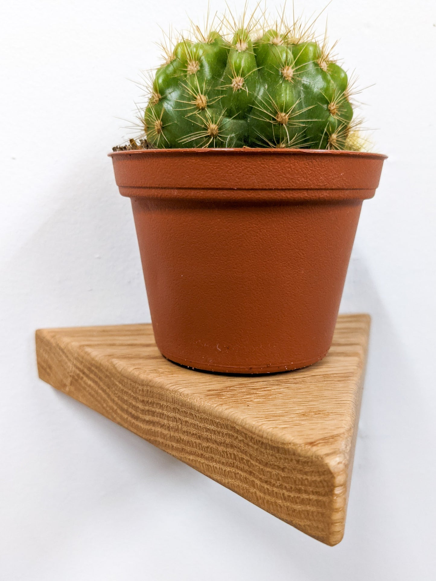 A head-on view of the sharp angles and slightly rounded corners of the small oak triangle floating shelf. A cactus sits on the top of the shelf.
