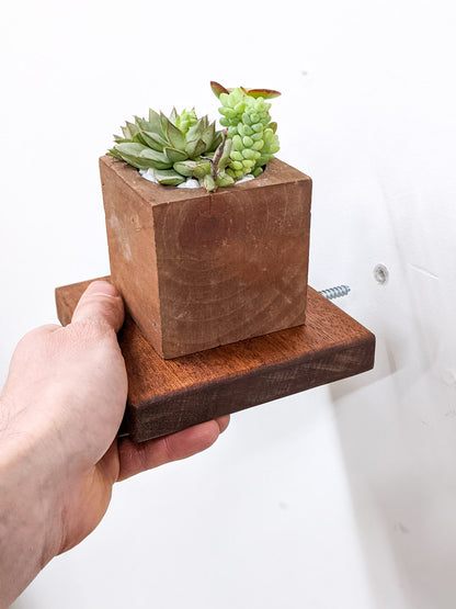 Mid-installation of a square small mahogany floating wall shelf. Atop the shelf sits a square mahogany planter filled with succulents.