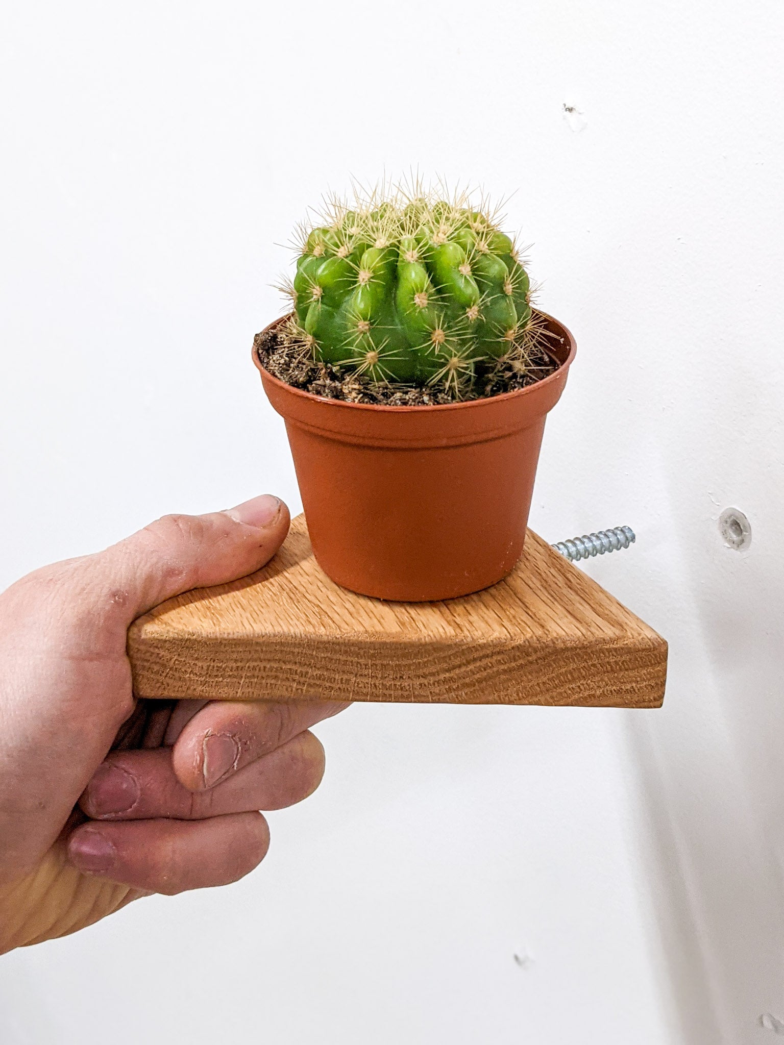 A small triangle floating shelf in oak is easily installed onto wall-mounted screws. A small cactus sits on top.