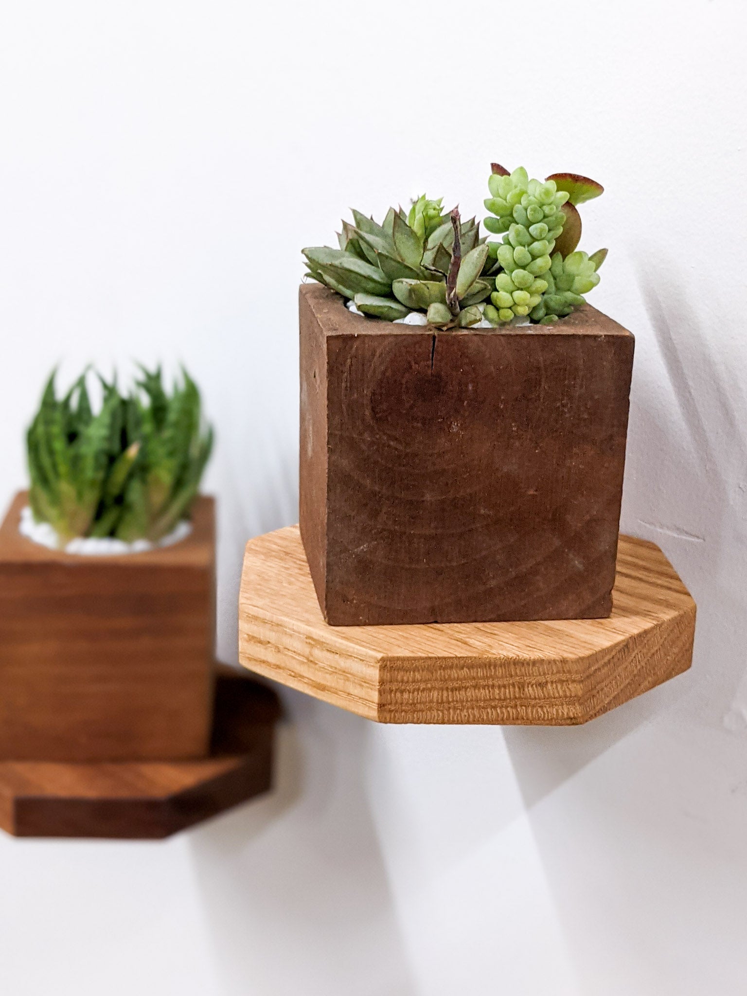 A small oak floating shelf in the shape of an octagon is mounted on a wall and holds a square planter filled with succulents. In the background, a mahogany small octagon floating shelf holds a similar shaped planter with a snake plant.