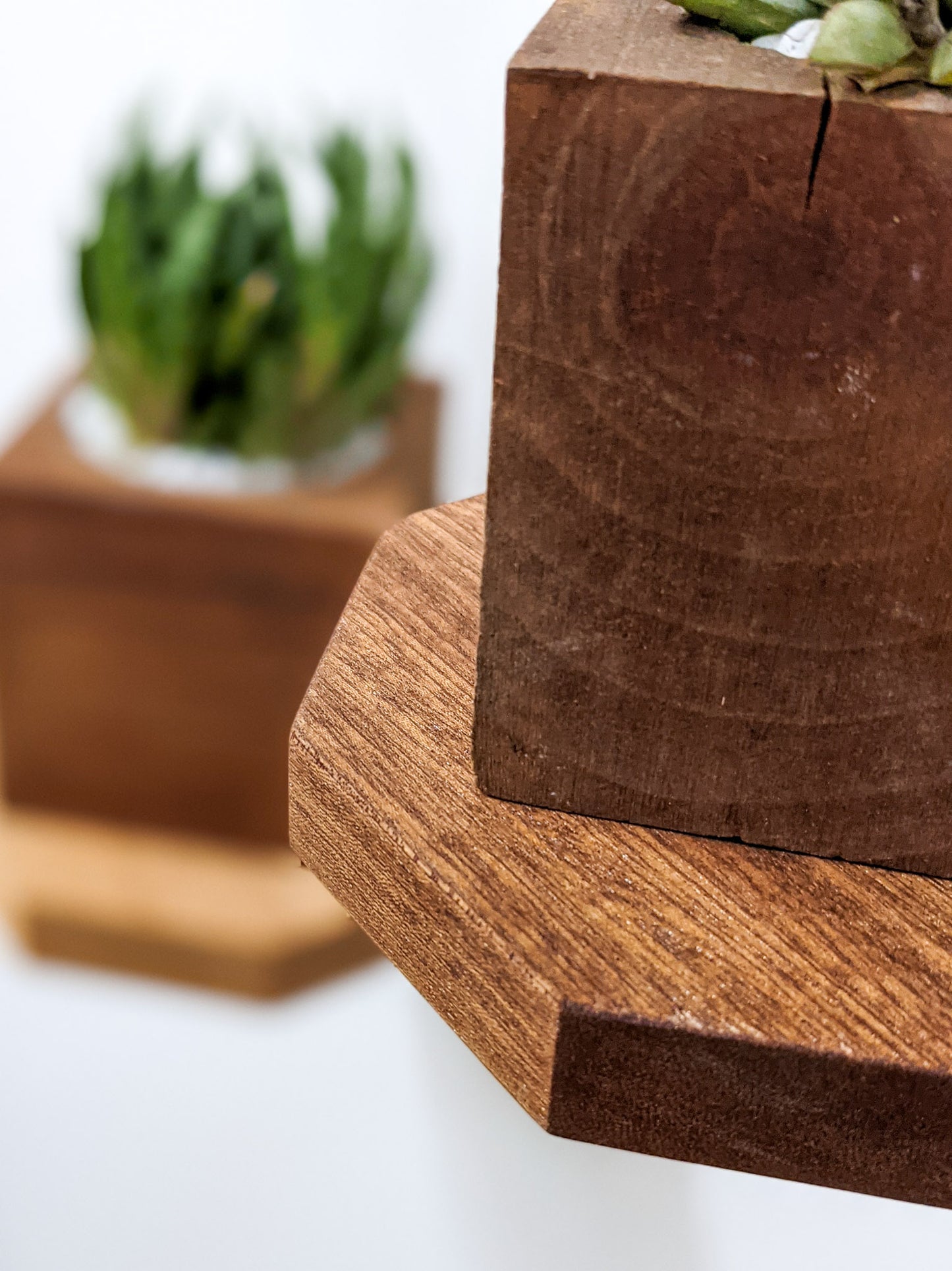A close-up of the soft rounded edges of our mahogany octagon floating shelf. A square planter sits on top of it. In the background sits an out of focus mahogany floating shelf.