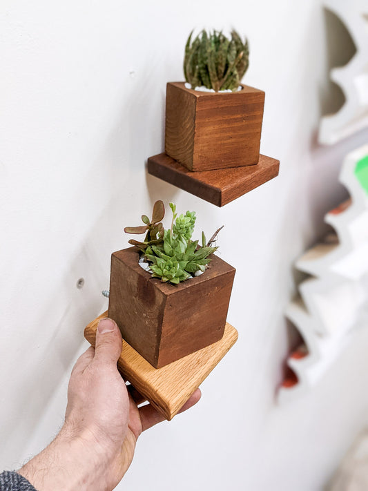 In the upper corner, a mahogany rhombus floating shelf is wall mounted with a mahogany planter on top holding various green succulents, below it, an oak rhombus floating wall shelf is easily installed with a mahogany succulent planter on top.