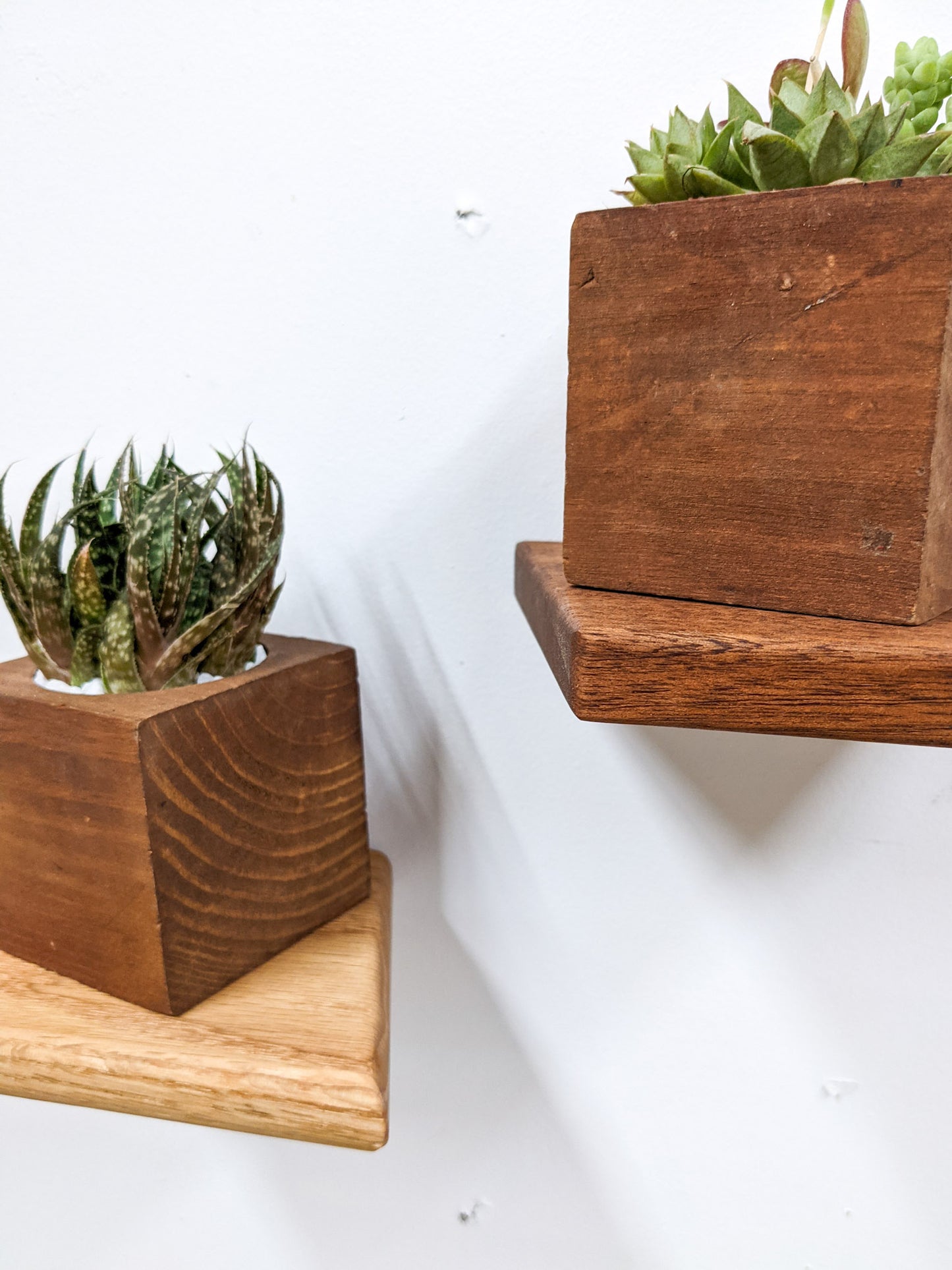A close up of the wood grain and soft bevelled edges of both the oak and mahogany floating shelves. Each small wooden shelf holds a mahogany planter with succulents.